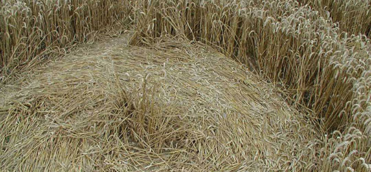 I Crop Circles e l’enigma della loro origine Crop Circles