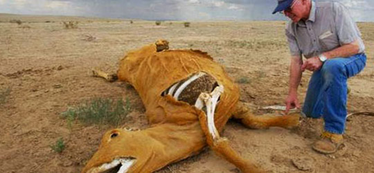 Mutilazioni animali: alieni o cause terrestri? Mutilazioni Animali - Alieni
